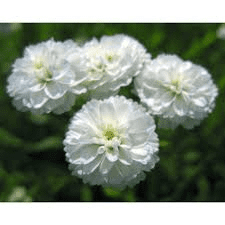 Des images de diff�rentes plantes